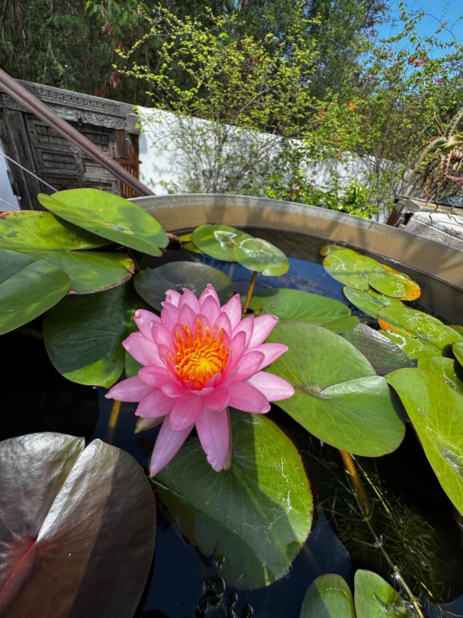 Вілла Lotus Garden - Ile De La Reunion Ravine des Cabris Екстер'єр фото